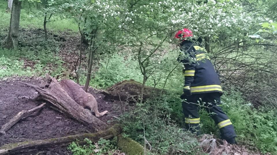 01 - Pezinskí hasiči pomohli danielovi do voľnej prírody