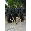 XVI. Majstrovstvá Slovenska policajných psov v klasickej kynológii 2012 - Malé Leváre, 10. -13. september 2012
