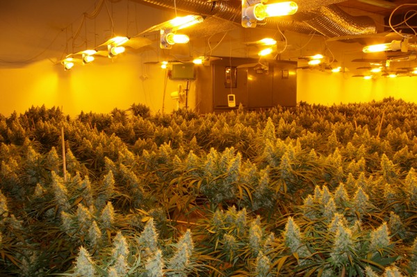 zaistená marihuana pestovaná tzv. indoorovým spôsobom