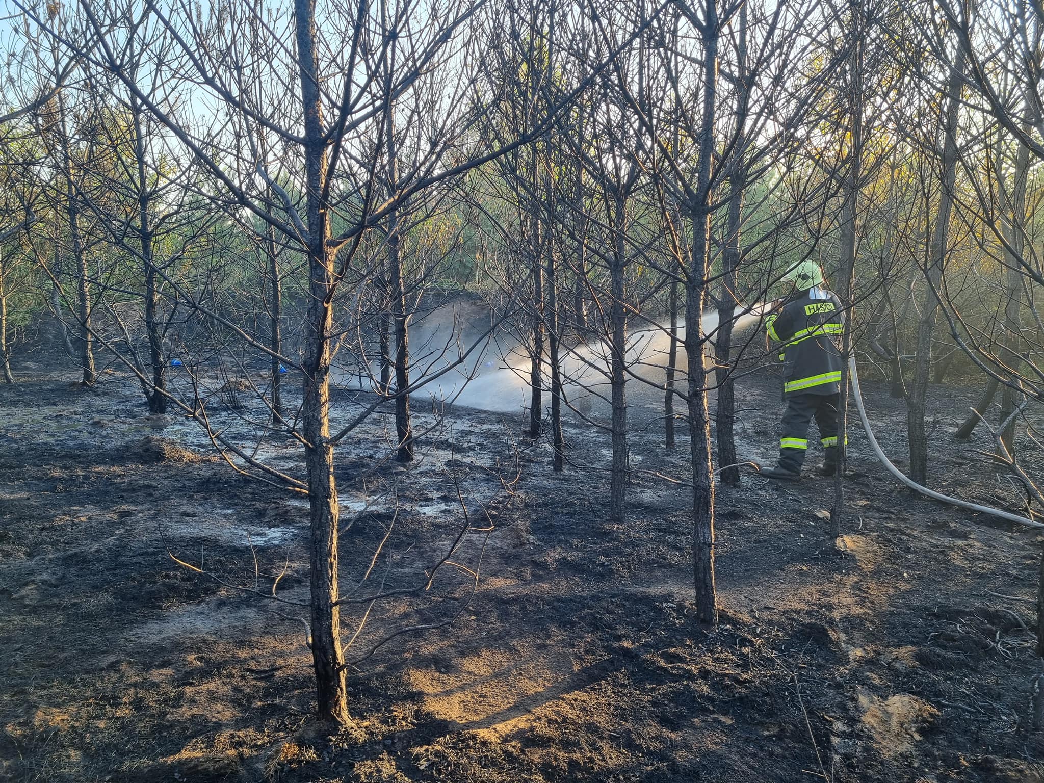 Požiar porastu a lesa v k.ú. Gajary